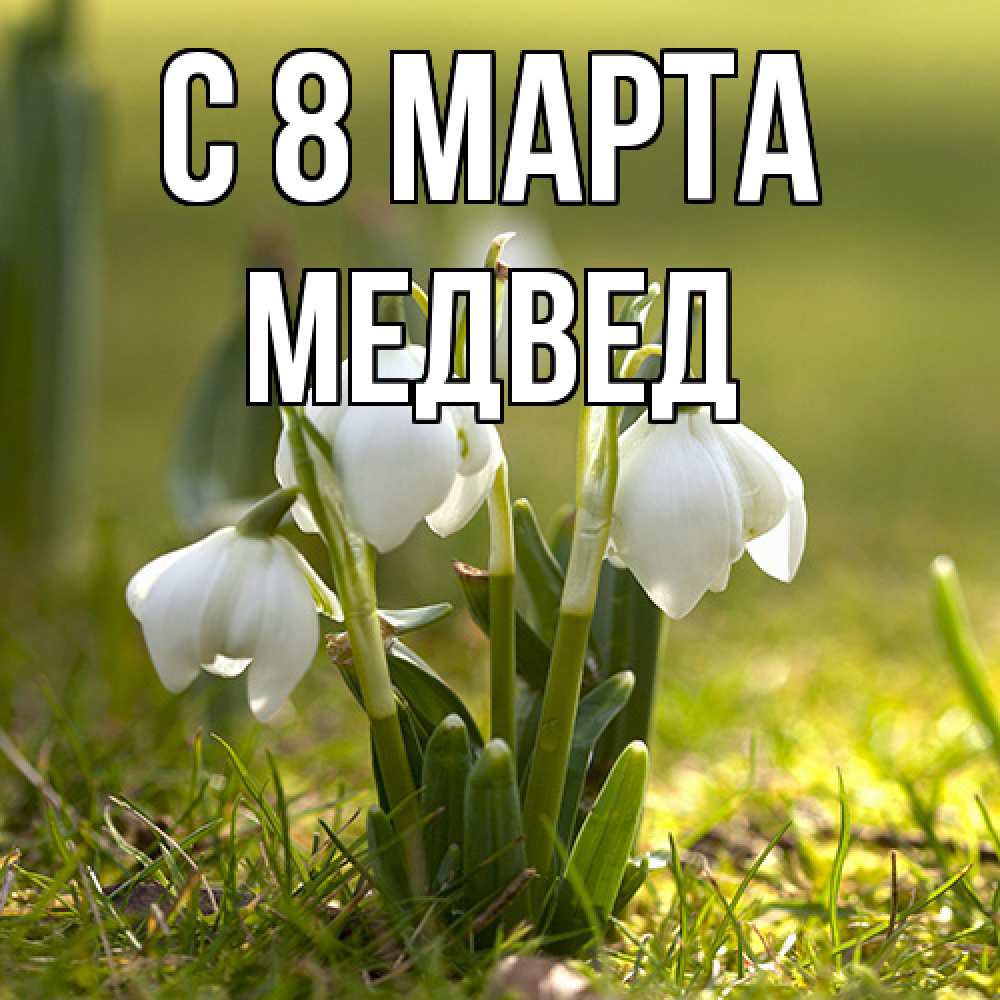 Открытка на каждый день с именем, Медвед C 8 МАРТА ранние цветы 2 Прикольная открытка с пожеланием онлайн скачать бесплатно 