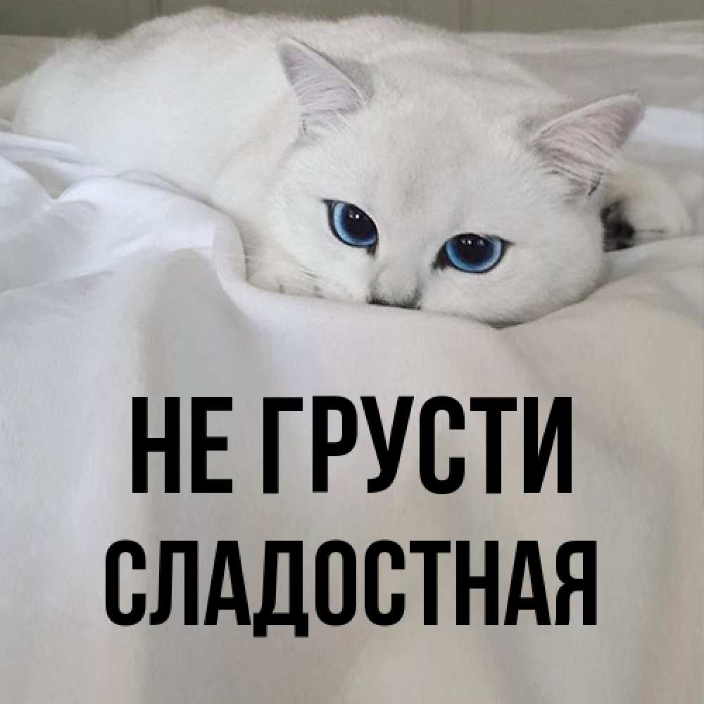 Открытка на каждый день с именем, Сладостная Не грусти Голубоглазая кошка Прикольная открытка с пожеланием онлайн скачать бесплатно 