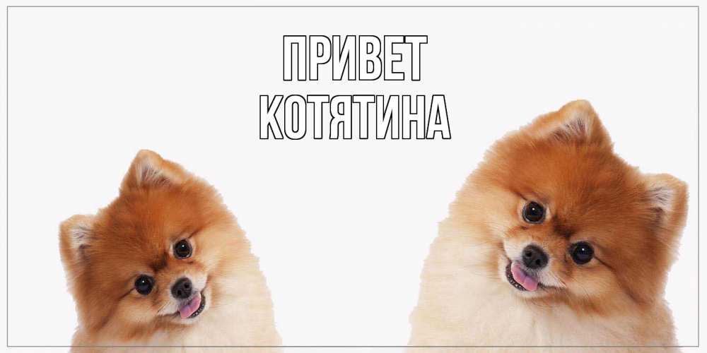 Открытка на каждый день с именем, Котятина Привет привет Прикольная открытка с пожеланием онлайн скачать бесплатно 