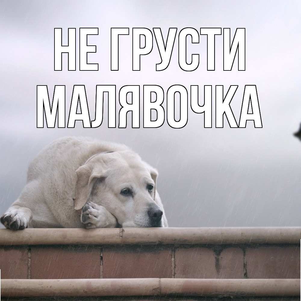 Открытка на каждый день с именем, малявочка Не грусти белый пес 1 Прикольная открытка с пожеланием онлайн скачать бесплатно 