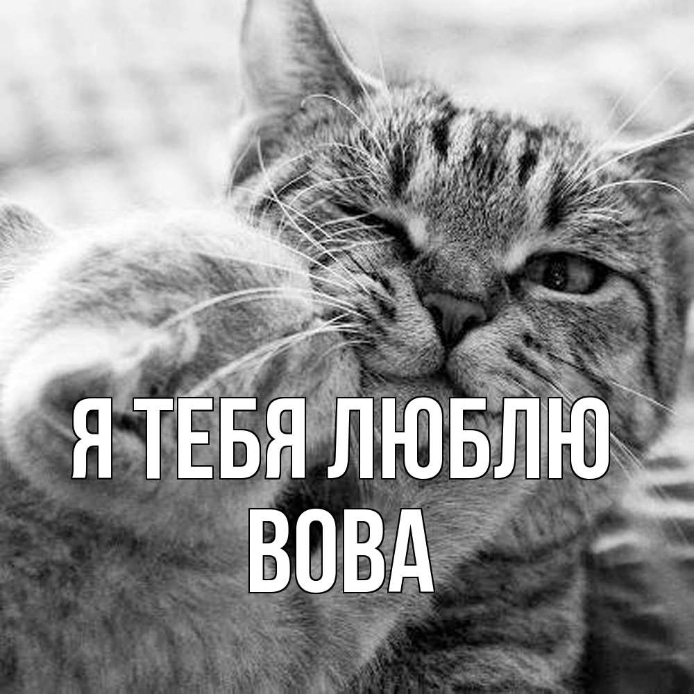 Открытка на каждый день с именем, Вова Я тебя люблю коты Прикольная открытка с пожеланием онлайн скачать бесплатно 