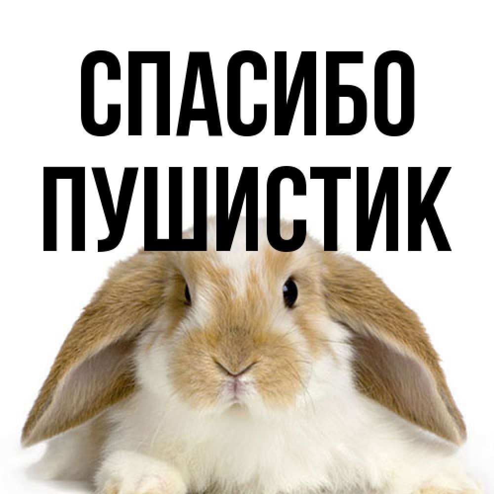 Открытка на каждый день с именем, Пушистик Спасибо коричнево белый заяц Прикольная открытка с пожеланием онлайн скачать бесплатно 