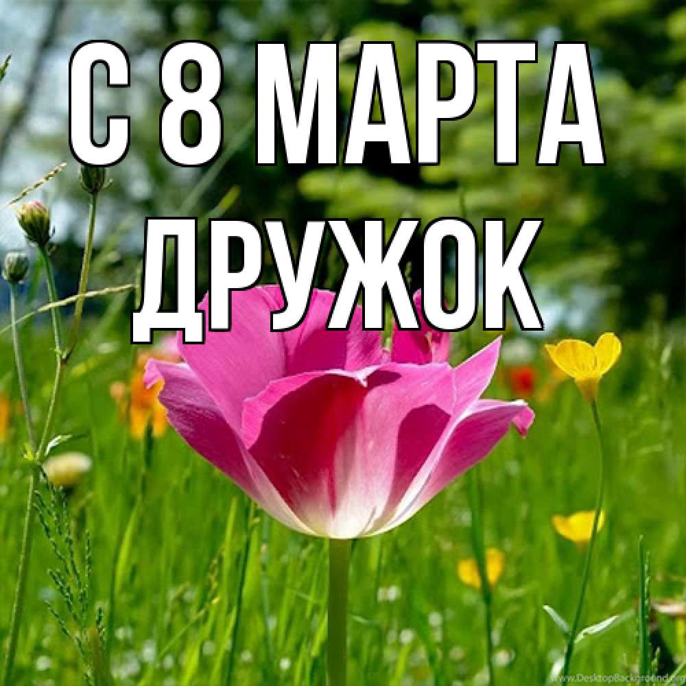 Открытка на каждый день с именем, Дружок C 8 МАРТА полевые цветы Прикольная открытка с пожеланием онлайн скачать бесплатно 