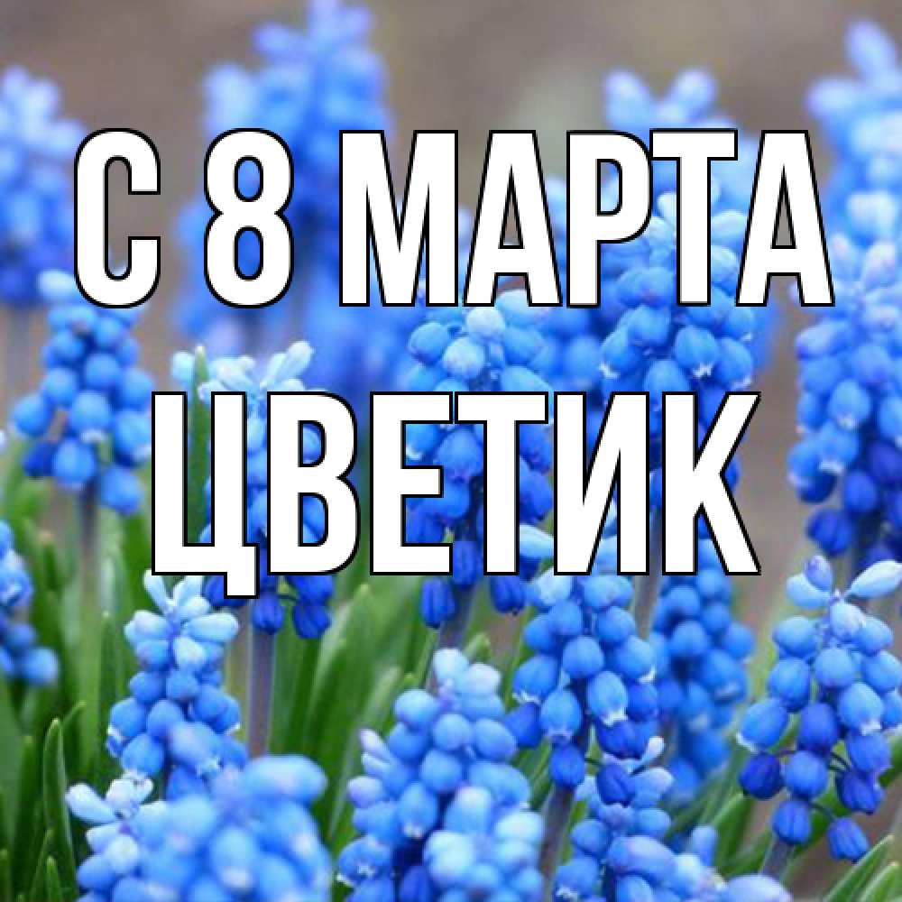 Открытка на каждый день с именем, цветик C 8 МАРТА Поздравительная открытка для женщин с цветами на праздничную дату Прикольная открытка с пожеланием онлайн скачать бесплатно 