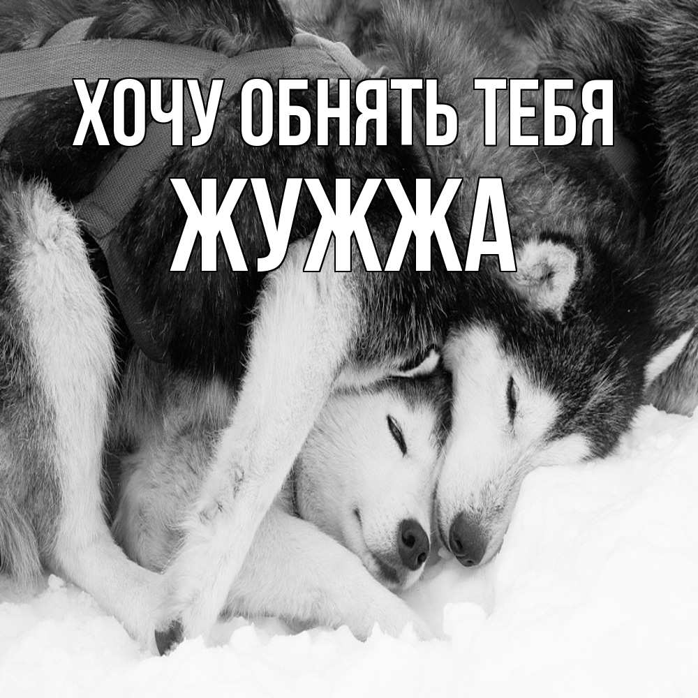 Открытка на каждый день с именем, Жужжа Хочу обнять тебя собачки в упряжке Прикольная открытка с пожеланием онлайн скачать бесплатно 