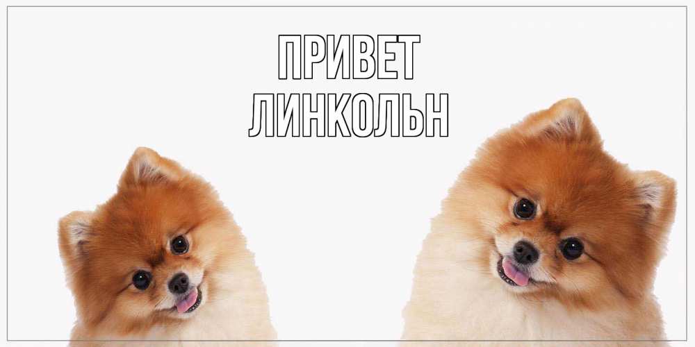 Открытка на каждый день с именем, Линкольн Привет привет Прикольная открытка с пожеланием онлайн скачать бесплатно 