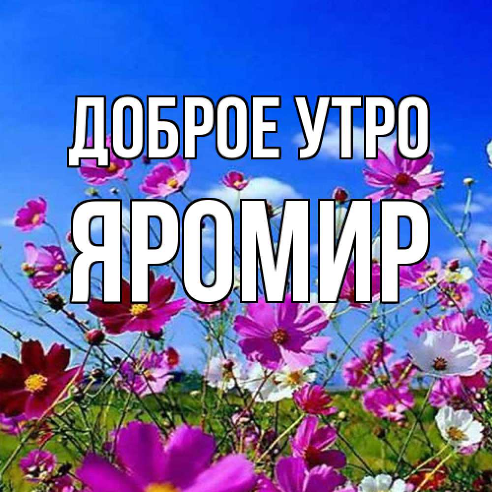 Открытка на каждый день с именем, Яромир Доброе утро сиреневые цветы Прикольная открытка с пожеланием онлайн скачать бесплатно 