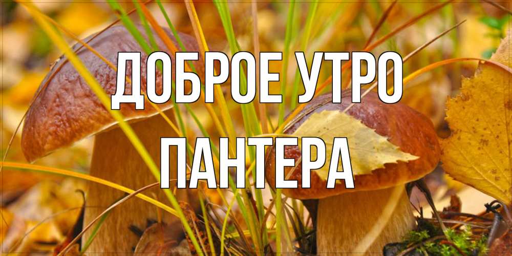 Открытка на каждый день с именем, Пантера Доброе утро осенние грибы Прикольная открытка с пожеланием онлайн скачать бесплатно 