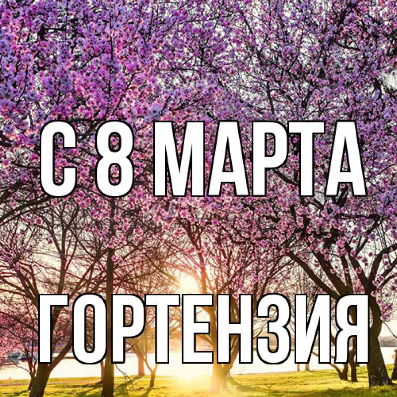 Картинка C 8 МАРТА, Гортензия