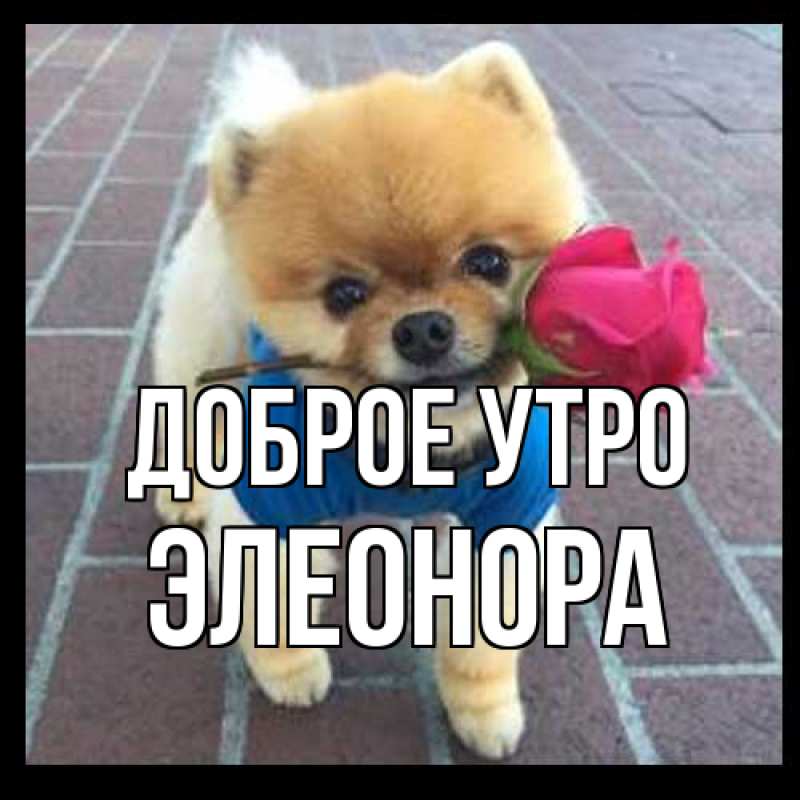 Картинка Доброе утро, Элеонора