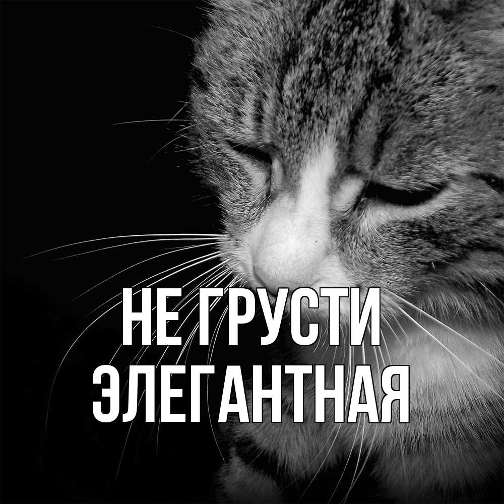 Открытка на каждый день с именем, элегантная Не грусти грустный котик Прикольная открытка с пожеланием онлайн скачать бесплатно 