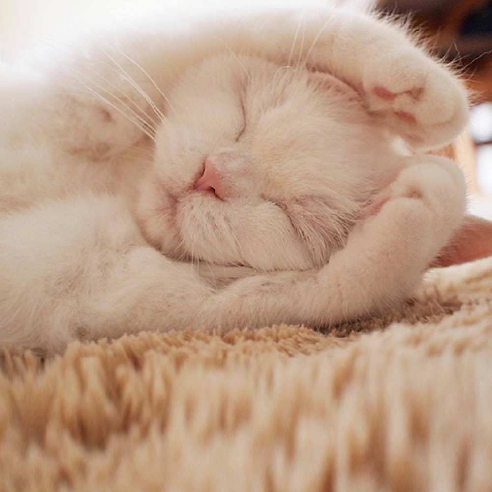 Открытка на каждый день с именем, Красотуля Не грусти Котенок спит Прикольная открытка с пожеланием онлайн скачать бесплатно 