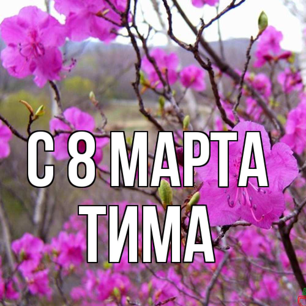 Открытка на каждый день с именем, Тима C 8 МАРТА международный женский день Прикольная открытка с пожеланием онлайн скачать бесплатно 