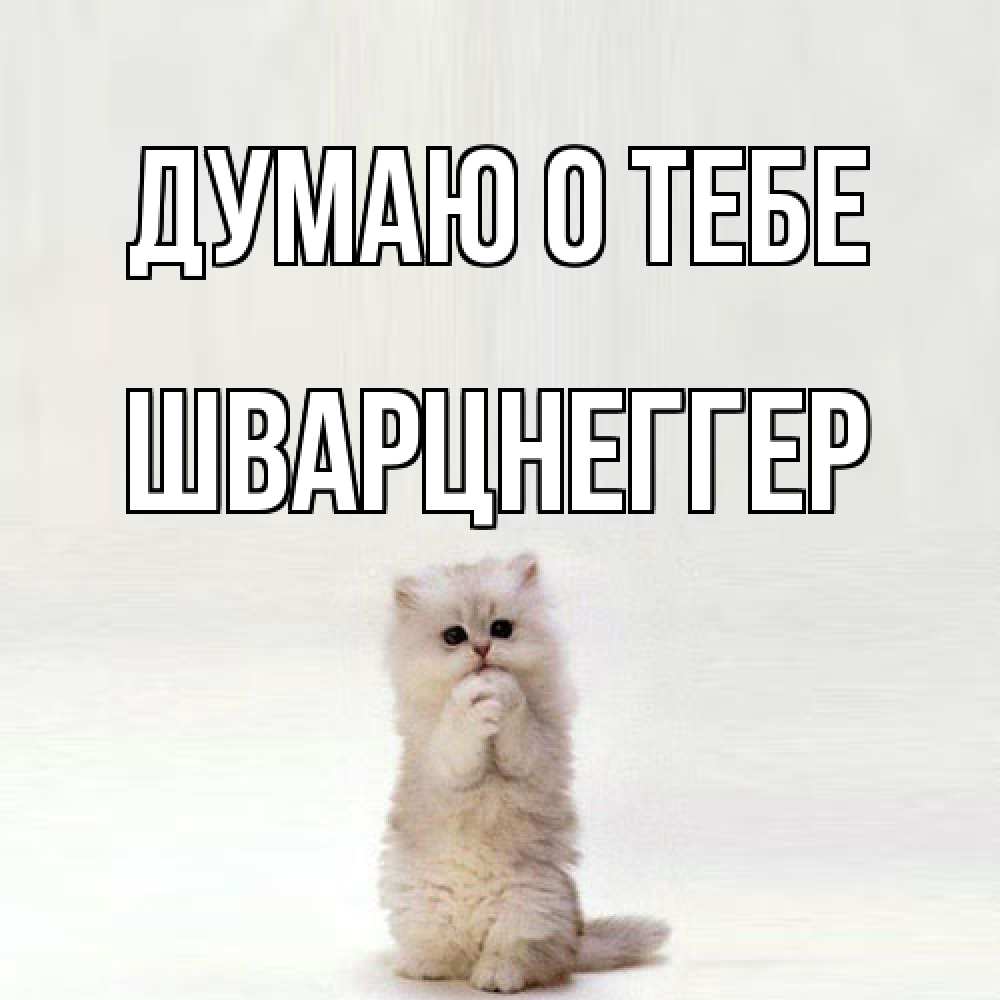 Открытка на каждый день с именем, Шварцнеггер Думаю о тебе кот стоит на задних лапах Прикольная открытка с пожеланием онлайн скачать бесплатно 