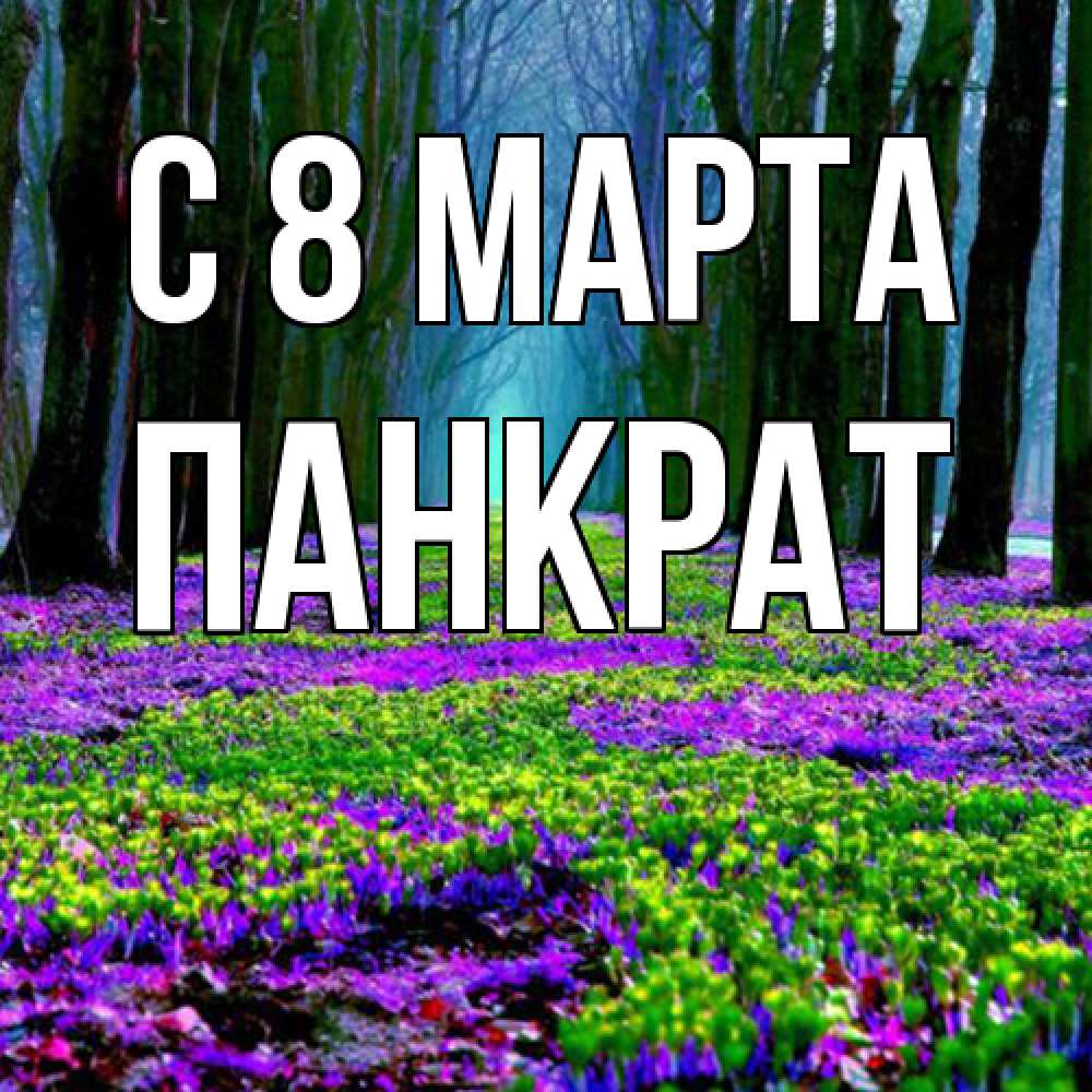 Открытка на каждый день с именем, Панкрат C 8 МАРТА фиолетовые цветы в лесу 1 Прикольная открытка с пожеланием онлайн скачать бесплатно 