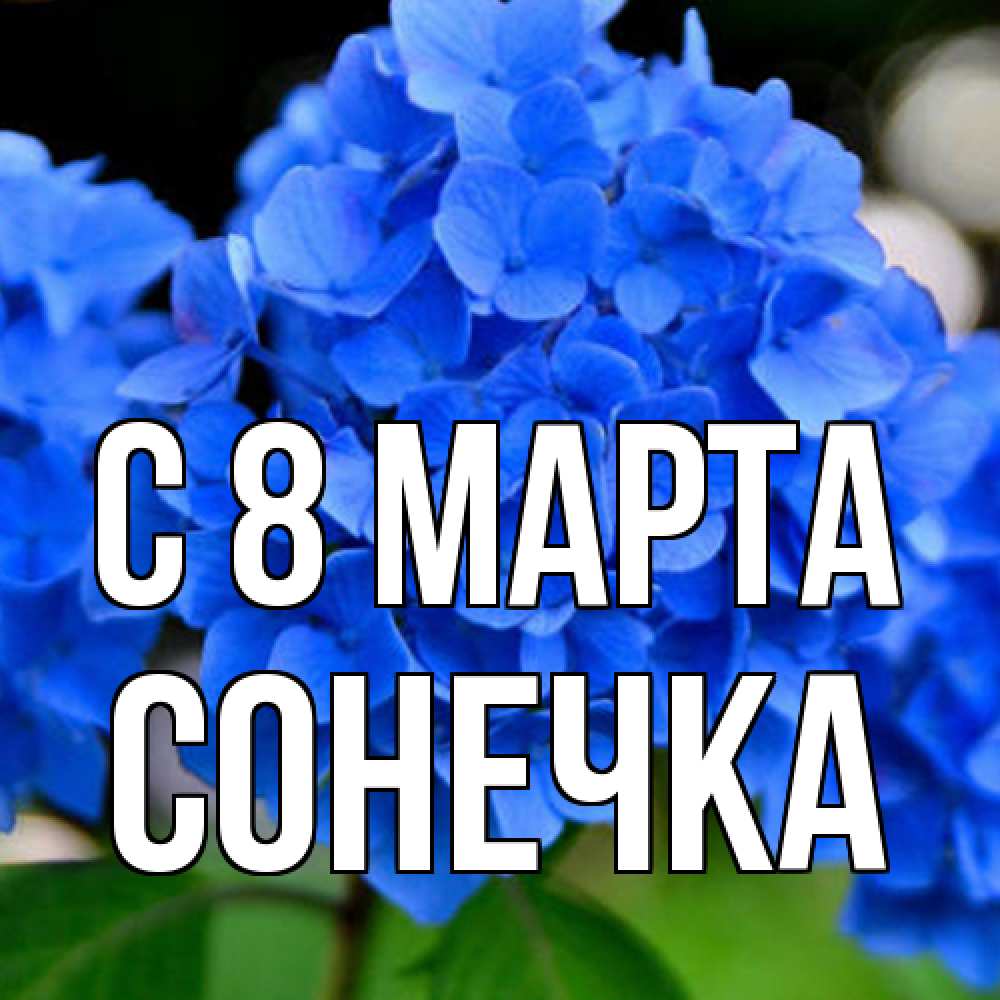 Открытка на каждый день с именем, Сонечка C 8 МАРТА синие цветы Прикольная открытка с пожеланием онлайн скачать бесплатно 
