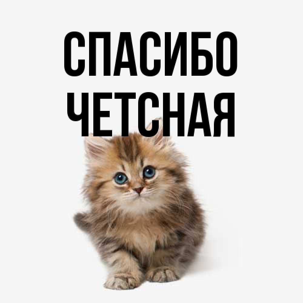 Открытка на каждый день с именем, Четсная Спасибо пушистый котик Прикольная открытка с пожеланием онлайн скачать бесплатно 