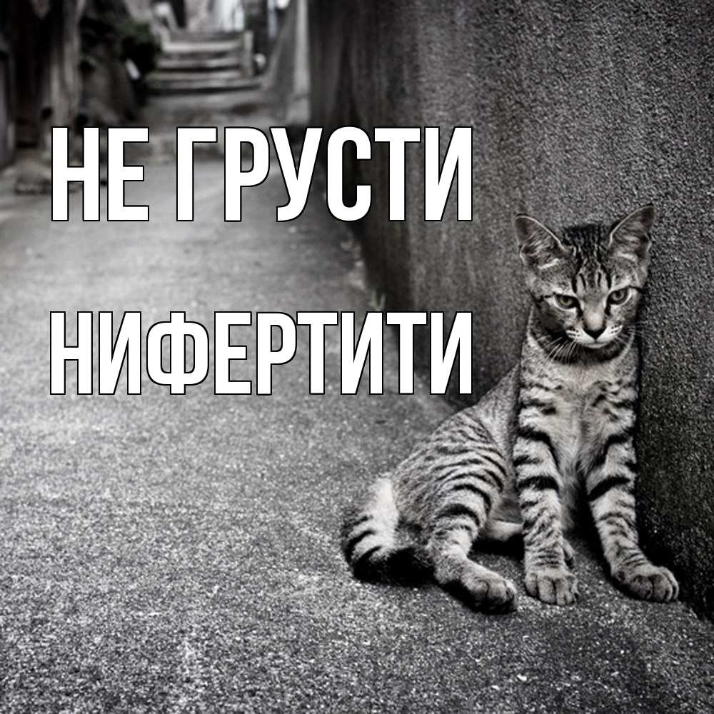 Открытка на каждый день с именем, Нифертити Не грусти скучающий котик Прикольная открытка с пожеланием онлайн скачать бесплатно 