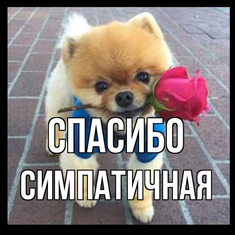 Открытка на каждый день с именем, симпатичная Спасибо спасибо и дарю тебе цветок Прикольная открытка с пожеланием онлайн скачать бесплатно 