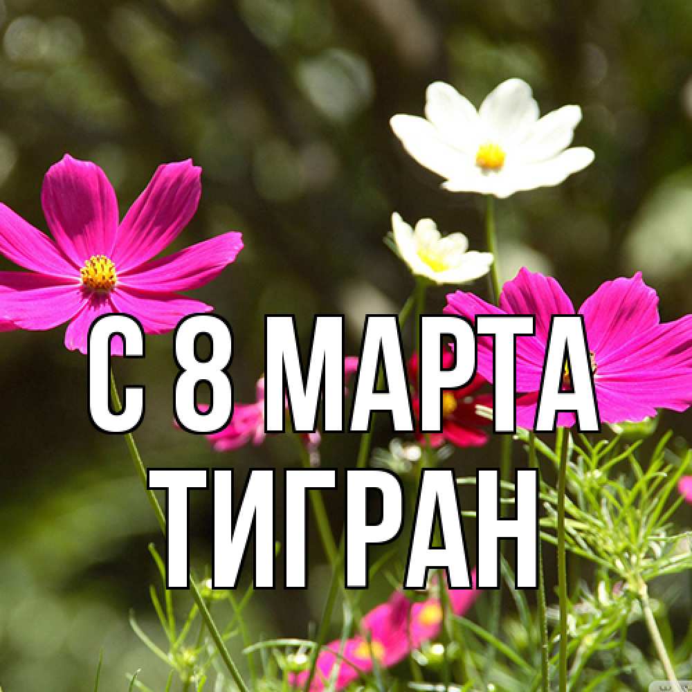 Открытка на каждый день с именем, Тигран C 8 МАРТА цветы Прикольная открытка с пожеланием онлайн скачать бесплатно 