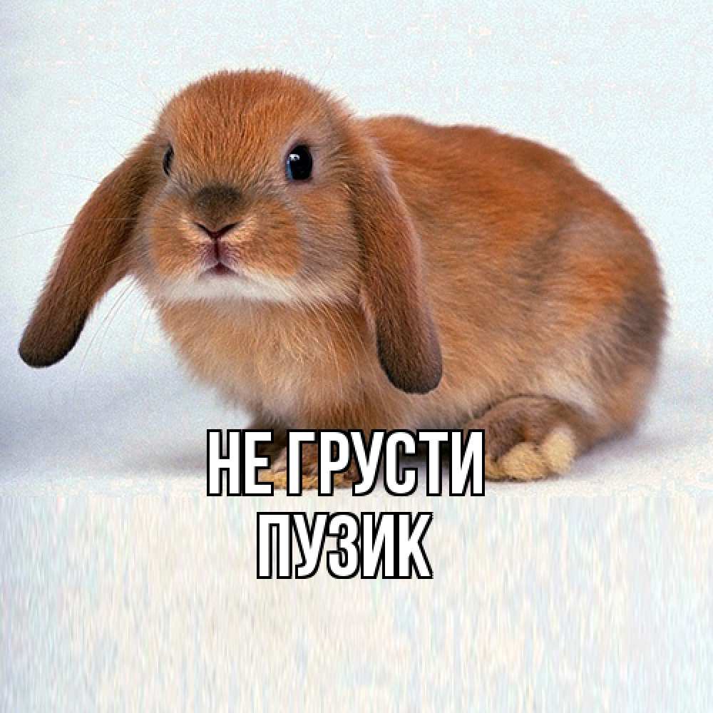 Открытка на каждый день с именем, Пузик Не грусти вислоухий рыжий кролик Прикольная открытка с пожеланием онлайн скачать бесплатно 