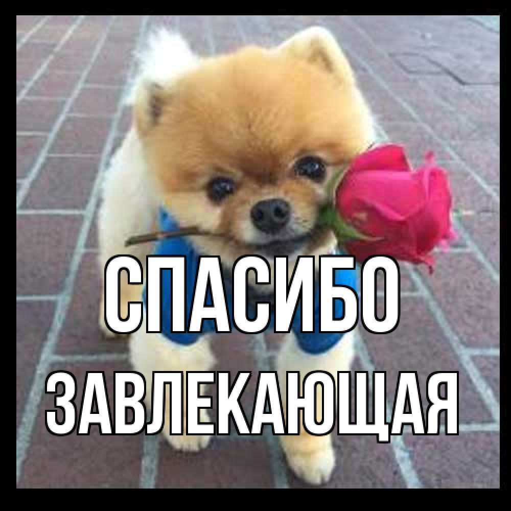 Открытка на каждый день с именем, завлекающая Спасибо спасибо и дарю тебе цветок Прикольная открытка с пожеланием онлайн скачать бесплатно 