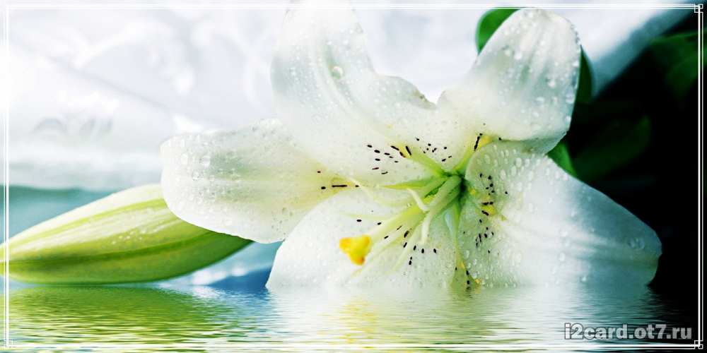 Открытка на каждый день с именем, Джереми С днем рождения лилия на открытке ко дню рождения Прикольная открытка с пожеланием онлайн скачать бесплатно 