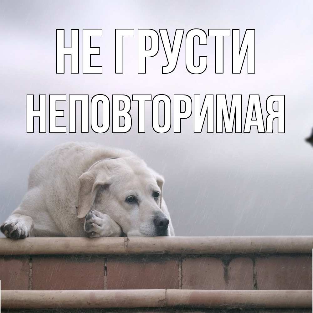 Открытка на каждый день с именем, Неповторимая Не грусти белый пес 1 Прикольная открытка с пожеланием онлайн скачать бесплатно 