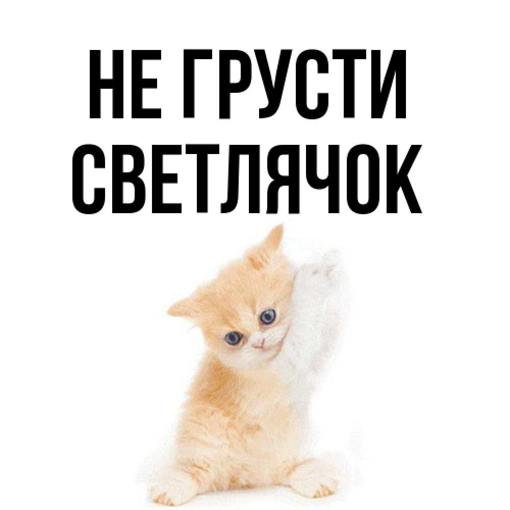 Открытка на каждый день с именем, Светлячок Не грусти просящий кот Прикольная открытка с пожеланием онлайн скачать бесплатно 