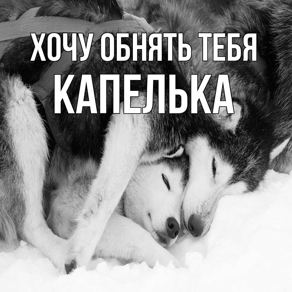 Открытка на каждый день с именем, Капелька Хочу обнять тебя собачки в упряжке Прикольная открытка с пожеланием онлайн скачать бесплатно 