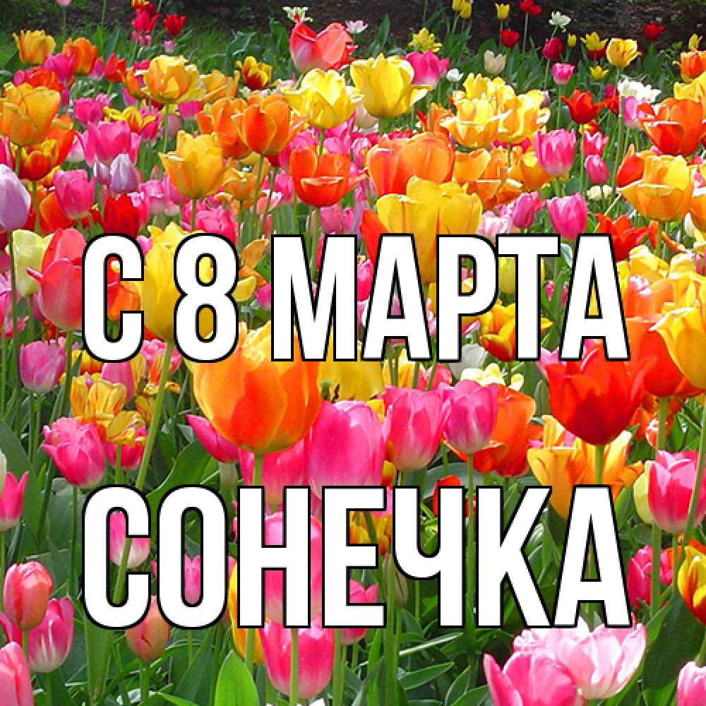 Открытка на каждый день с именем, Сонечка C 8 МАРТА на международный женский день Прикольная открытка с пожеланием онлайн скачать бесплатно 