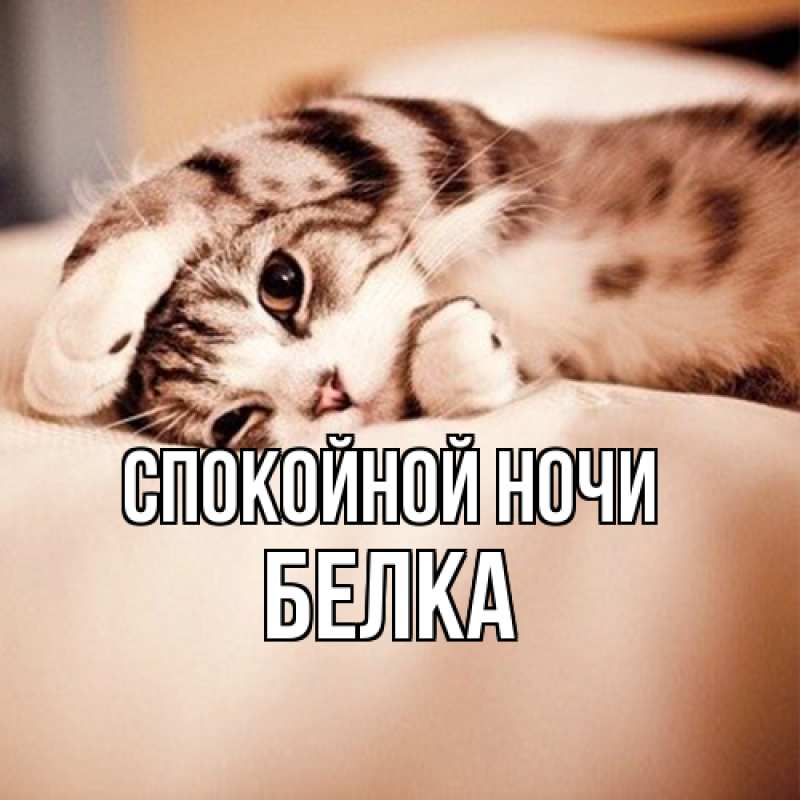 Картинка Спокойной ночи, Белка
