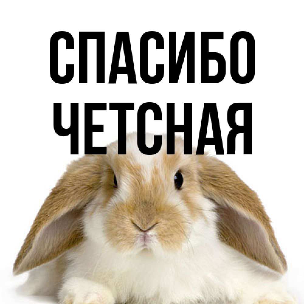 Открытка на каждый день с именем, Четсная Спасибо коричнево белый заяц Прикольная открытка с пожеланием онлайн скачать бесплатно 