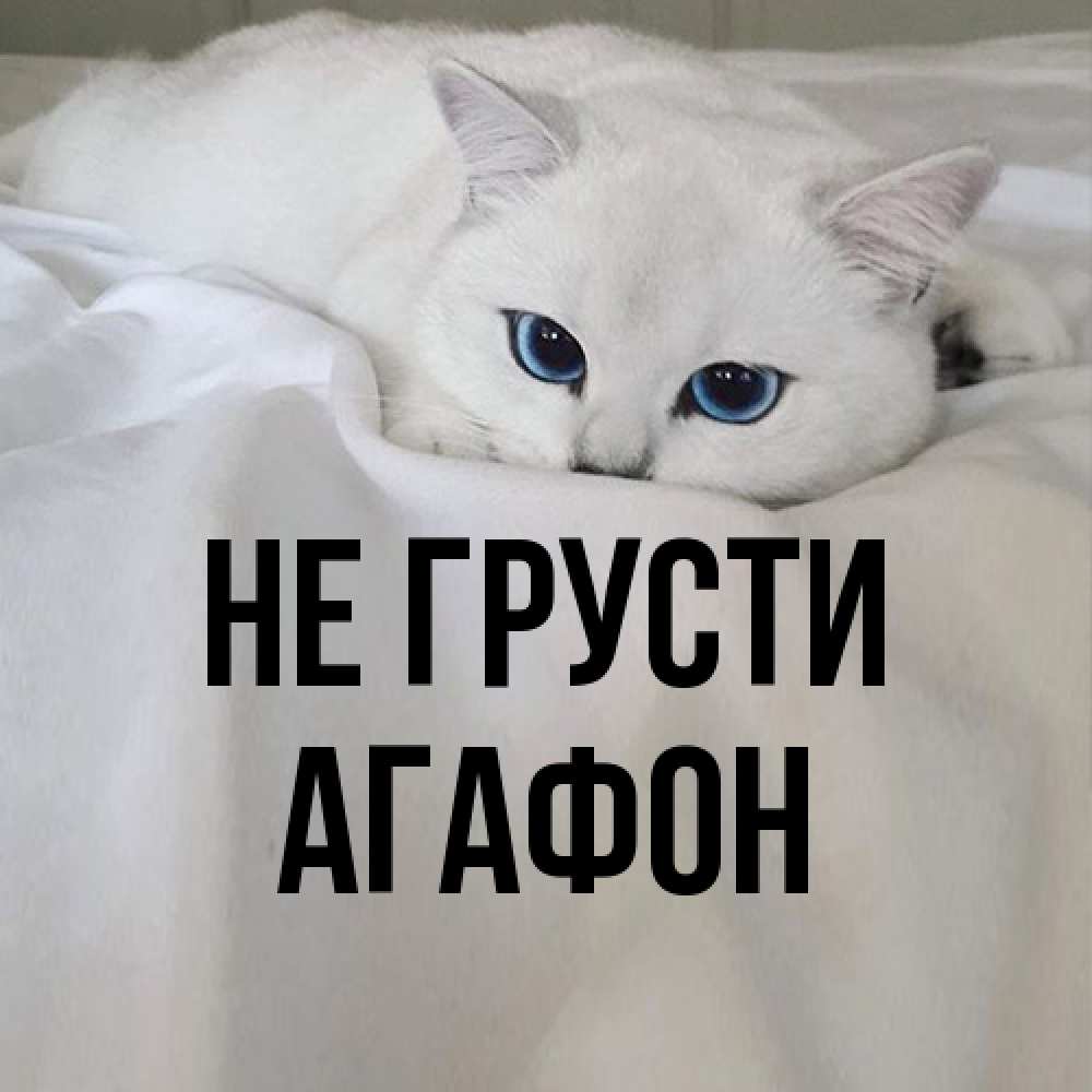 Открытка на каждый день с именем, Агафон Не грусти Голубоглазая кошка Прикольная открытка с пожеланием онлайн скачать бесплатно 