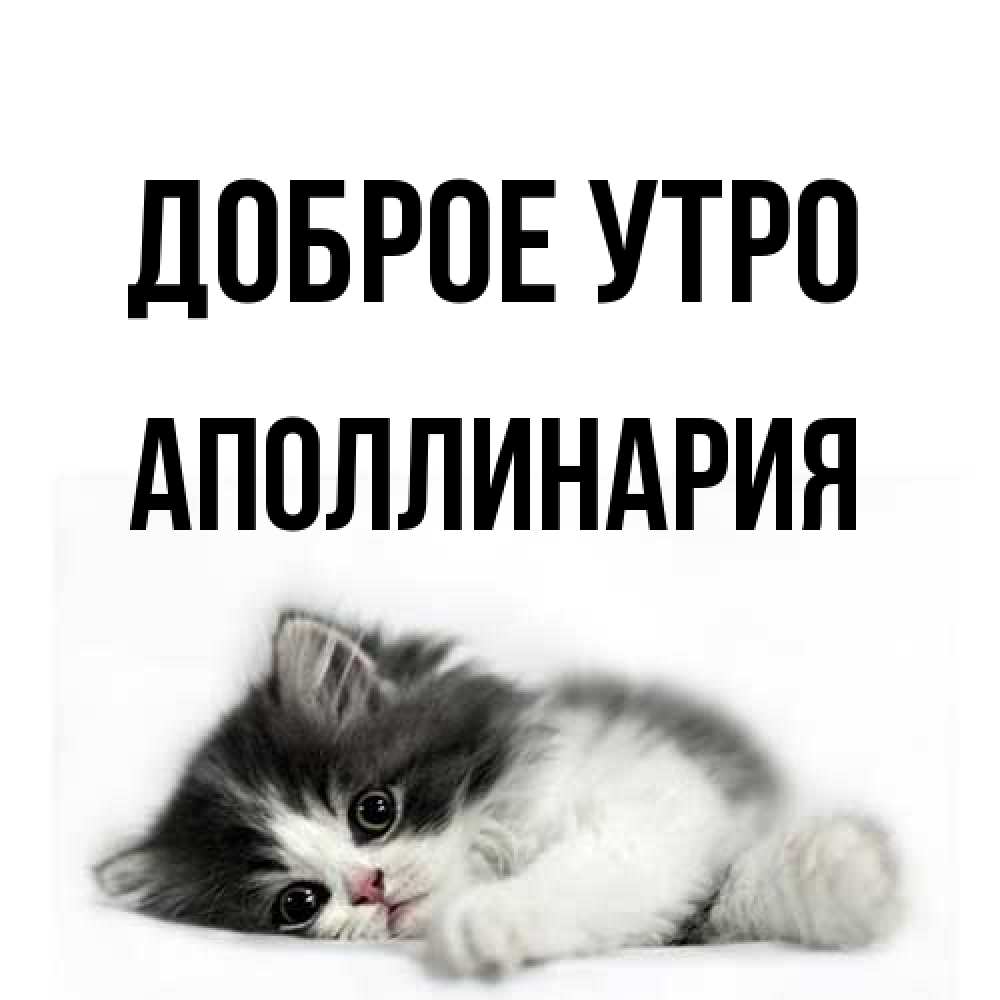 Открытка на каждый день с именем, Аполлинария Доброе утро кот лапки Прикольная открытка с пожеланием онлайн скачать бесплатно 