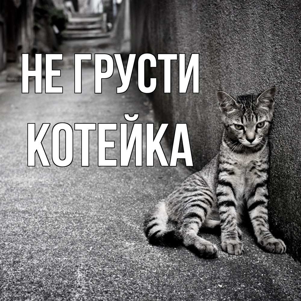 Открытка на каждый день с именем, Котейка Не грусти скучающий котик Прикольная открытка с пожеланием онлайн скачать бесплатно 