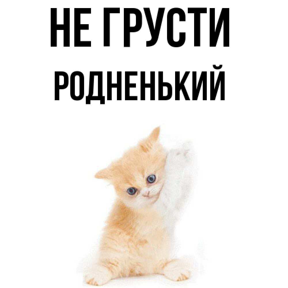 Открытка на каждый день с именем, Родненький Не грусти просящий кот Прикольная открытка с пожеланием онлайн скачать бесплатно 