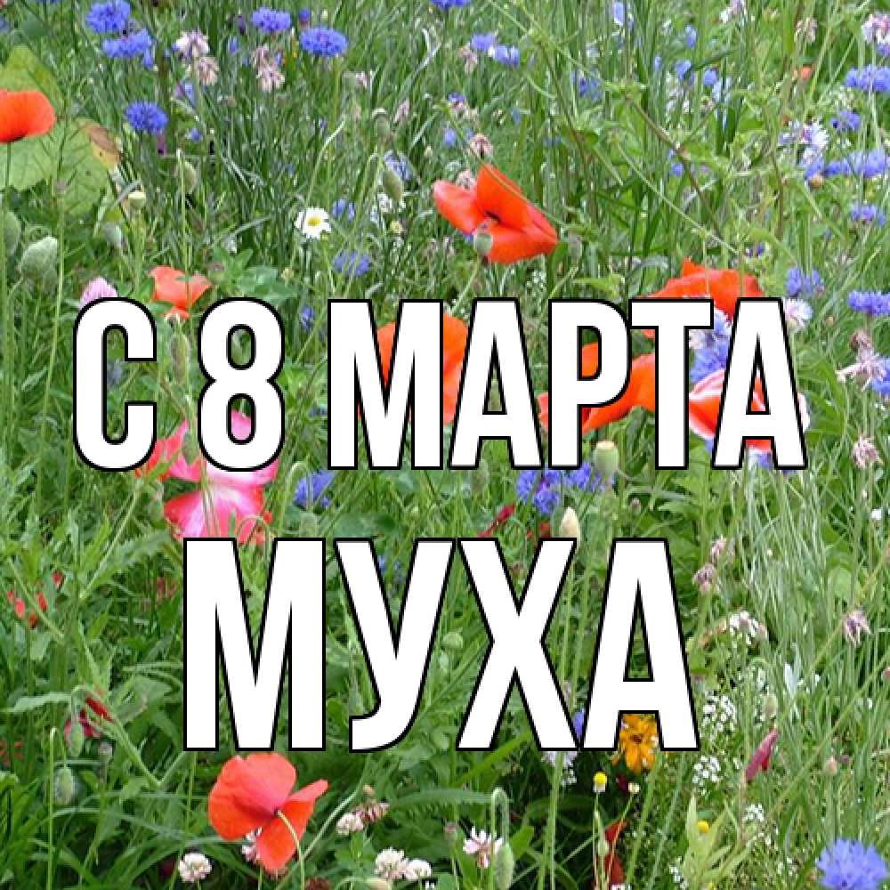 Открытка на каждый день с именем, Муха C 8 МАРТА международный женский день 4 Прикольная открытка с пожеланием онлайн скачать бесплатно 