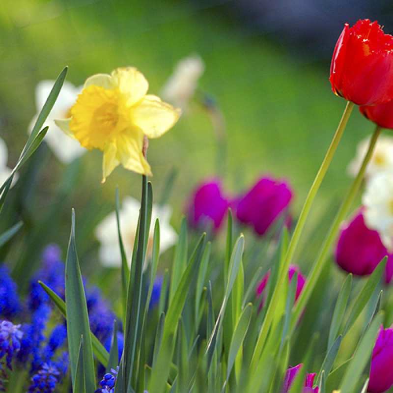 Картинка C 8 МАРТА, Хрюнечка