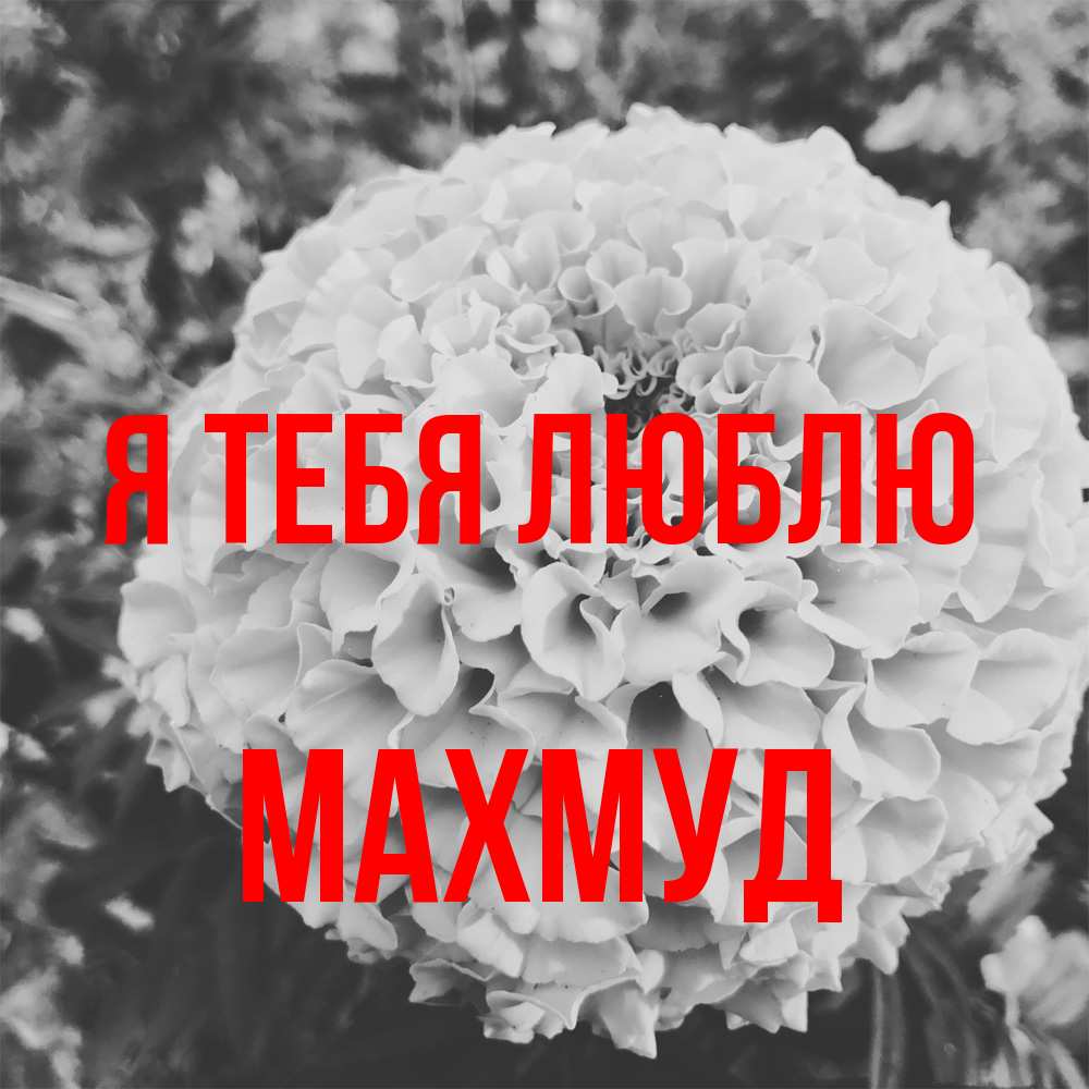Открытка на каждый день с именем, Махмуд Я тебя люблю подпись Прикольная открытка с пожеланием онлайн скачать бесплатно 