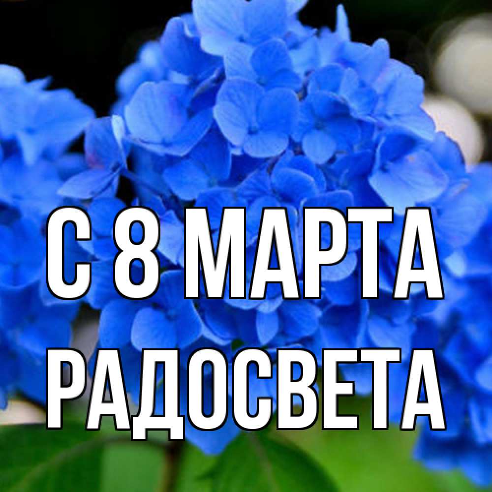 Открытка на каждый день с именем, Радосвета C 8 МАРТА синие цветы Прикольная открытка с пожеланием онлайн скачать бесплатно 
