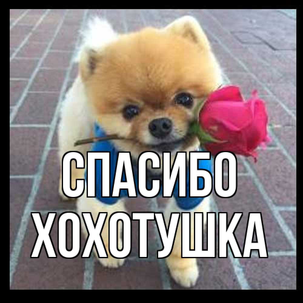 Открытка на каждый день с именем, Хохотушка Спасибо спасибо и дарю тебе цветок Прикольная открытка с пожеланием онлайн скачать бесплатно 