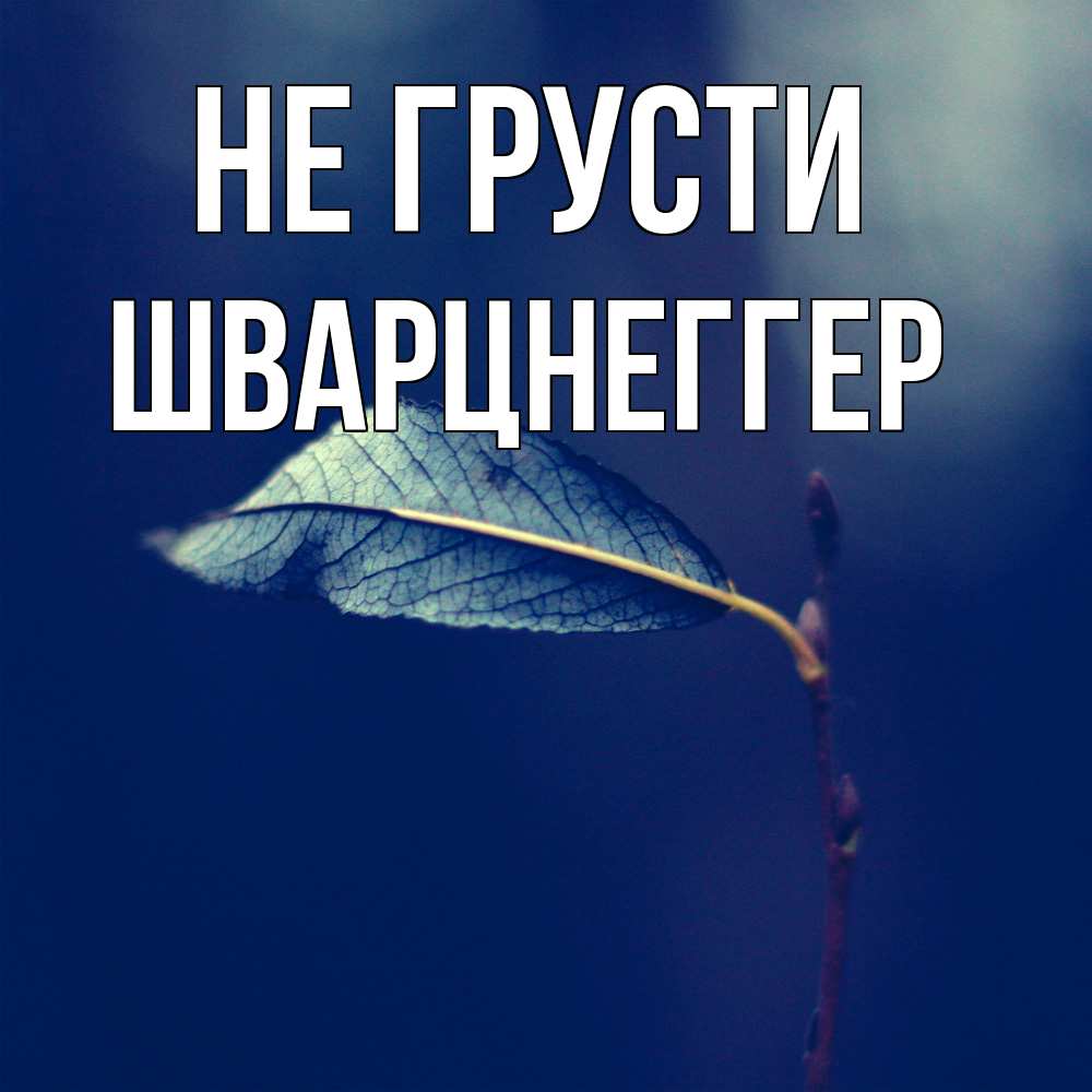 Открытка на каждый день с именем, Шварцнеггер Не грусти растение Прикольная открытка с пожеланием онлайн скачать бесплатно 
