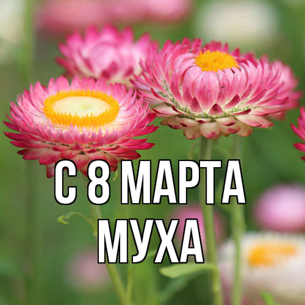 Открытка на каждый день с именем, Муха C 8 МАРТА подарок на международный женский день Прикольная открытка с пожеланием онлайн скачать бесплатно 