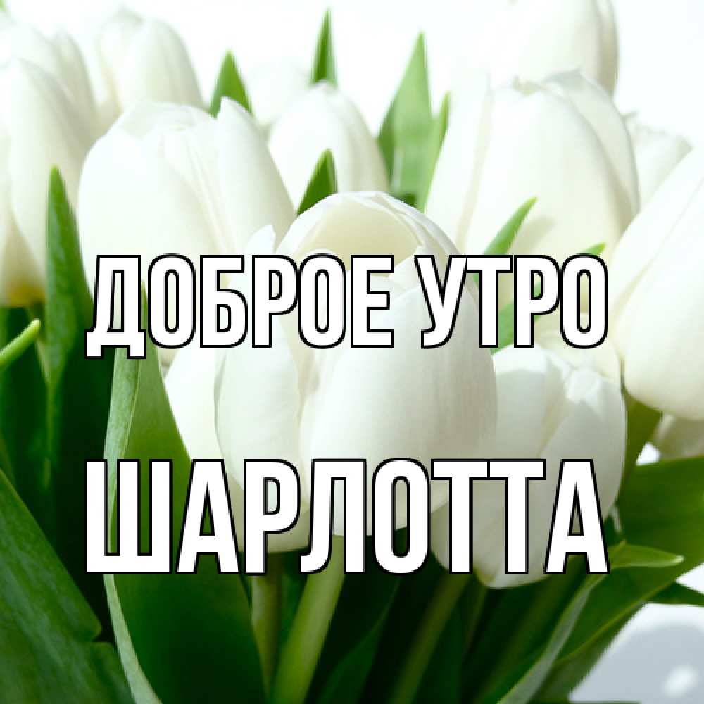 Открытка на каждый день с именем, Шарлотта Доброе утро открытки на каждый день по именам Прикольная открытка с пожеланием онлайн скачать бесплатно 