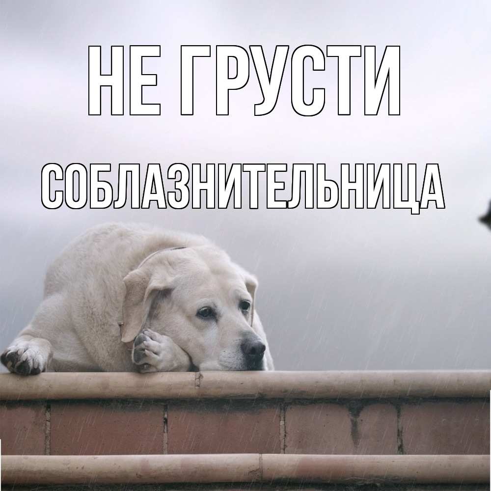 Открытка на каждый день с именем, соблазнительница Не грусти белый пес 1 Прикольная открытка с пожеланием онлайн скачать бесплатно 