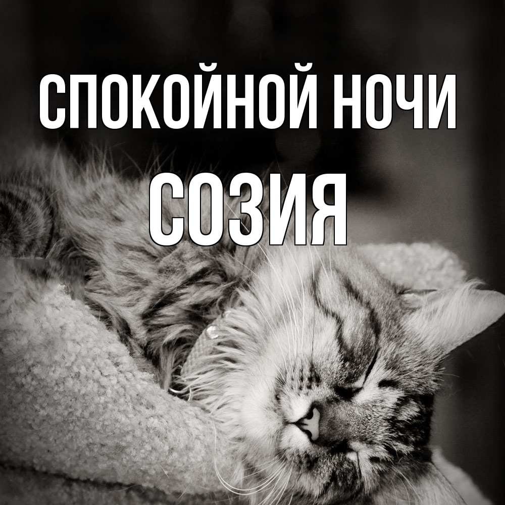 Открытка на каждый день с именем, Созия Спокойной ночи котярик пушистый Прикольная открытка с пожеланием онлайн скачать бесплатно 