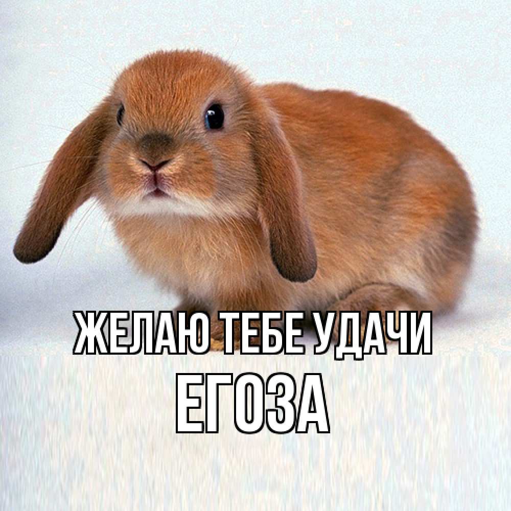 Открытка на каждый день с именем, егоза Желаю тебе удачи вставить текст в открытку по выбору Прикольная открытка с пожеланием онлайн скачать бесплатно 