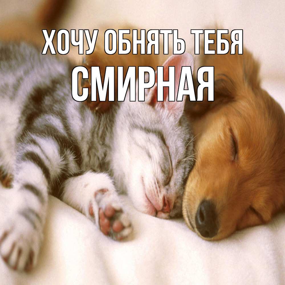 Открытка на каждый день с именем, Смиpная Хочу обнять тебя пес и котенок Прикольная открытка с пожеланием онлайн скачать бесплатно 