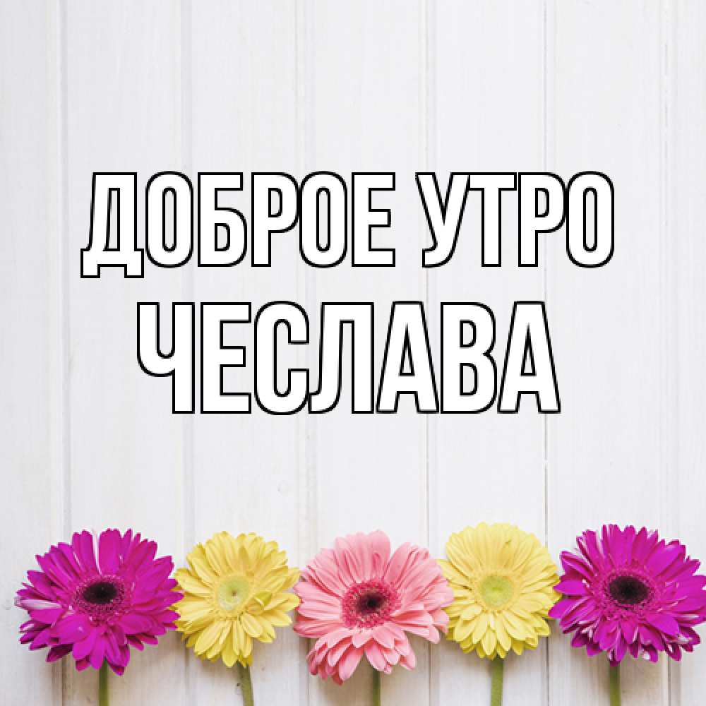 Открытка на каждый день с именем, Чеслава Доброе утро красный желтый и розовый цветок Прикольная открытка с пожеланием онлайн скачать бесплатно 